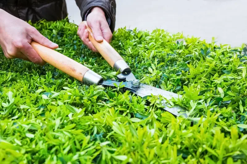 Spring garden bush trimming and shrub maintenance with professional landscaping tools